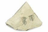 Miocene Female Strobili (Alnus) Fossils - Murat, France #254020-1